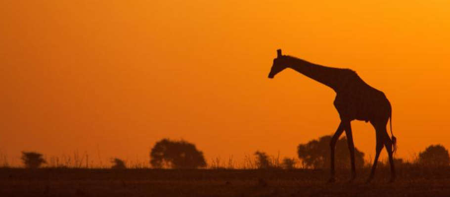 Zambia